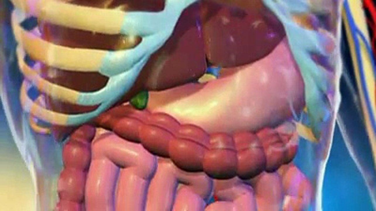 Les vitamines et minéraux expliqués en vidéo