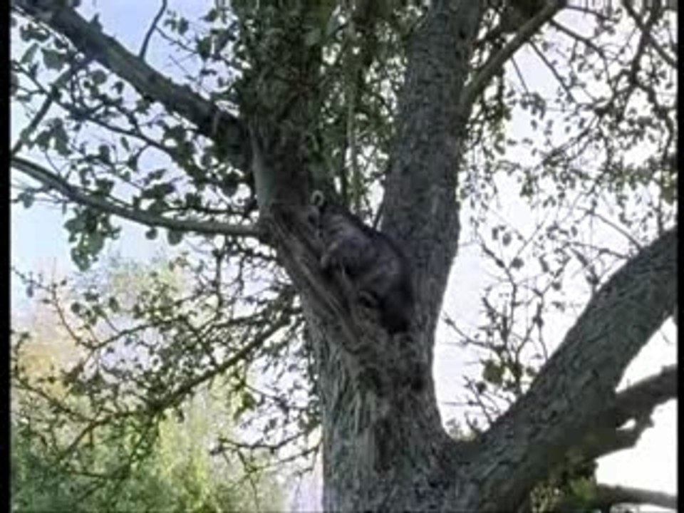 Ulf et les ratons laveurs
