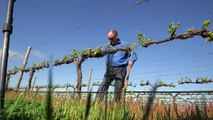 Climate change battle headsfdfdts up for Australian winemakers