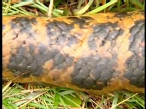 Anaconda : seigneur des marais