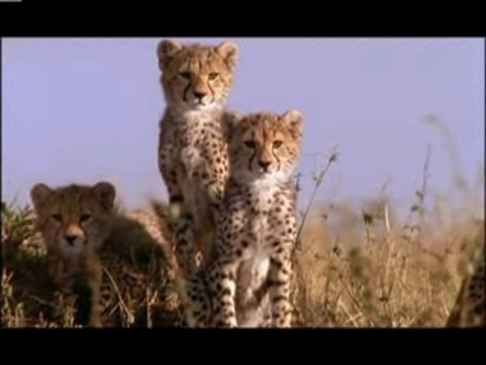 Salama, guépard solitaire