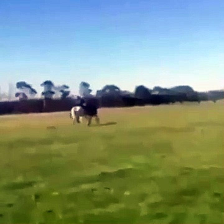Horse Kicks