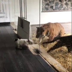 Temsili internet kavgası