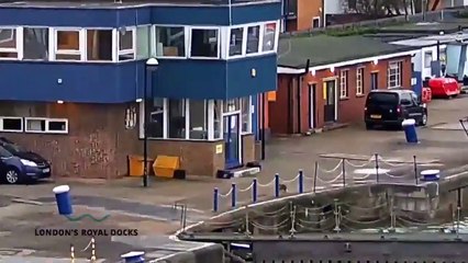 Un docker sauve un chat tombé à l'eau d'une noyade certaine