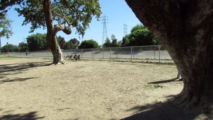 un écureuil saute au milieu de chiens