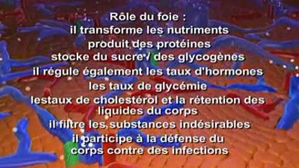 Transplantation hépatique