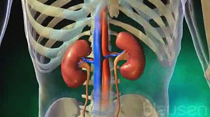 Transplantation rénale