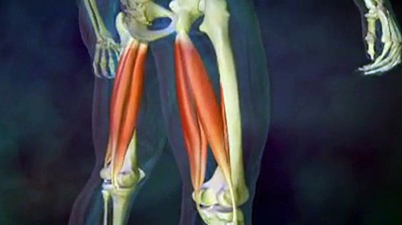 Elongation du muscle ischio-jambier