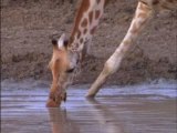 Les dernières girafes du Sahel