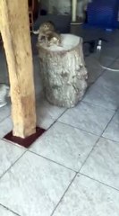 Naboo d'hemera-bengals - joli chaton F7 silver