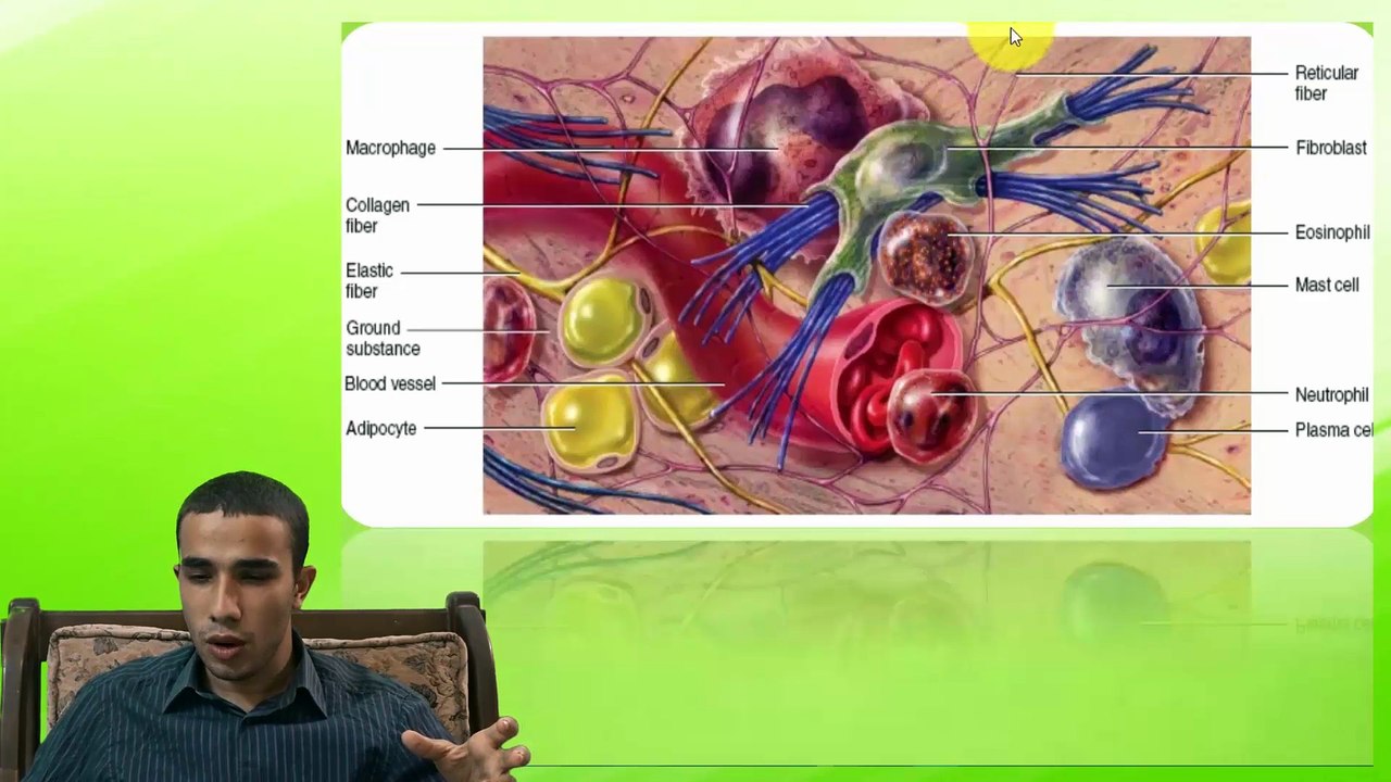 1-Connective Tissue Fibers "Collagen, Reticular & Elastic"