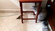 Kedi ile Kuşun Dostluğu Görenleri Şaşırtıyor