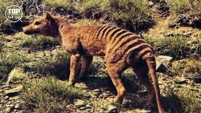 10 Animales Extintos Que El Hombre Juega A Ser Dios Volviéndolos A La Vida