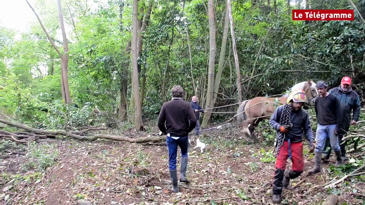 Quimper. Haro sur les lauriers palmes