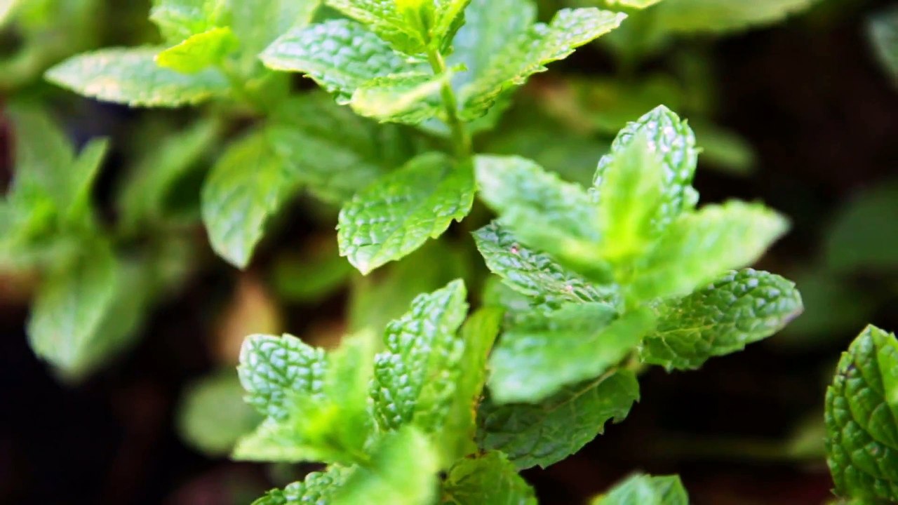 Riechen - Im Sinne von Audi (Teil 2-3)