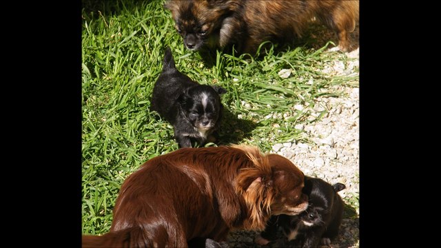 chiot de charline d'acca larentia et Loup stick zorro d'Acca Larentia