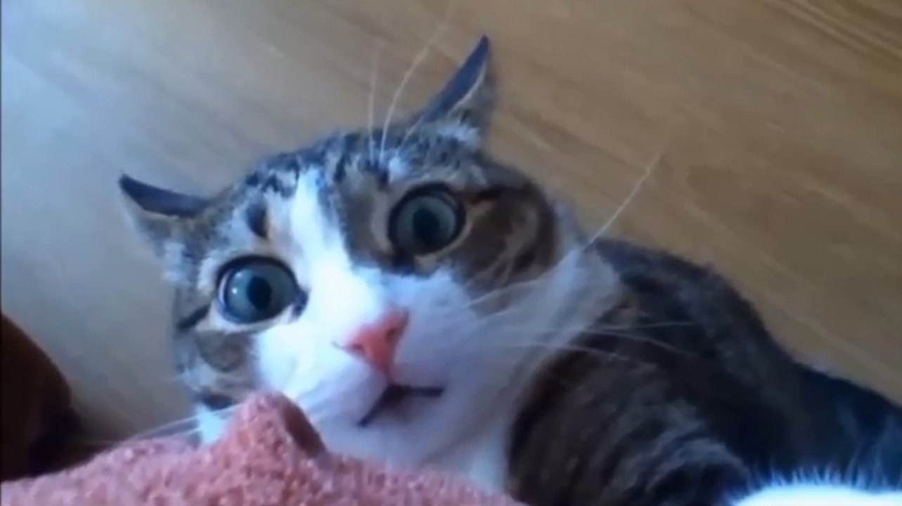 Funny cat videos ultimate funny cats compilation