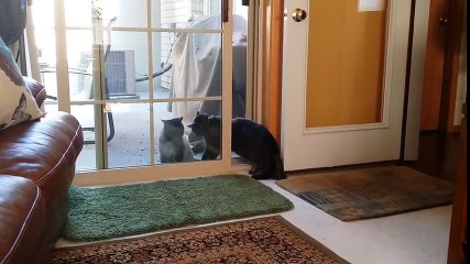 Best ANIMAL Fails - February 2017   Funny Fail Compilation