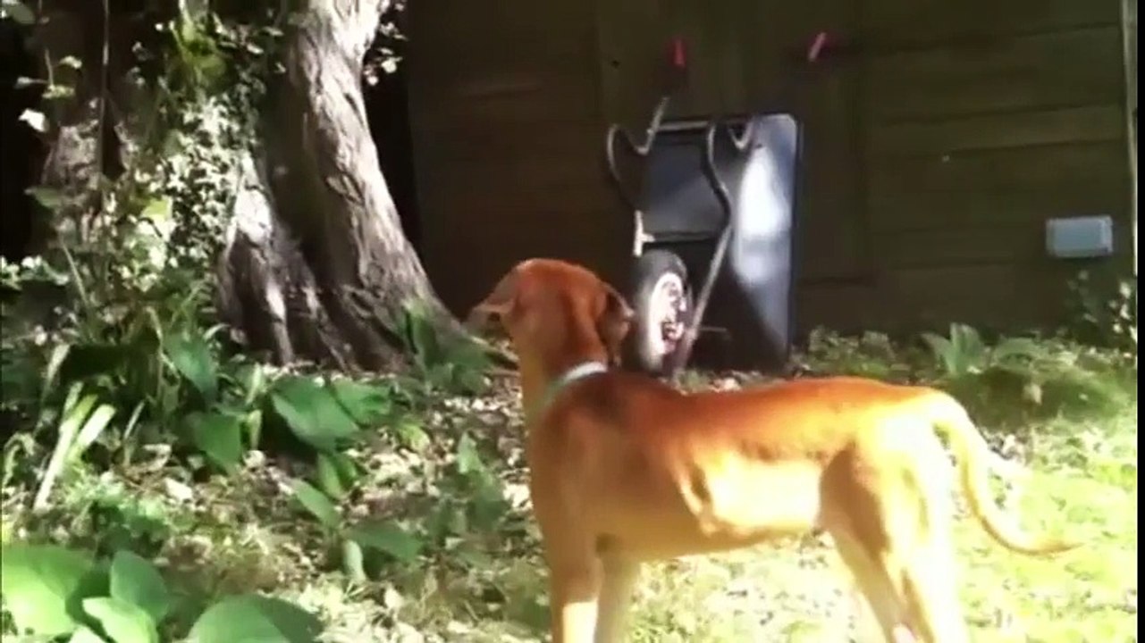 Best Animal Fails 2016   Funny Fail Compilation