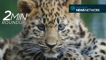 Amur leopard cubs, rhino Tinder & a huge great white