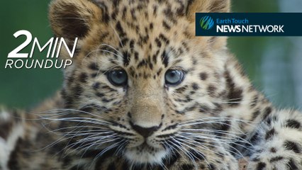 Amur leopard cubs, rhino Tinder & a huge great white