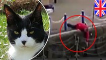 Hero saves cat who fell into London’s River Thames