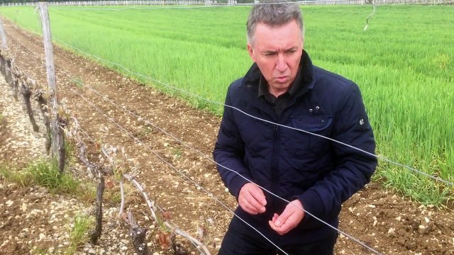 Dégât du gel sur les vignes en Charente