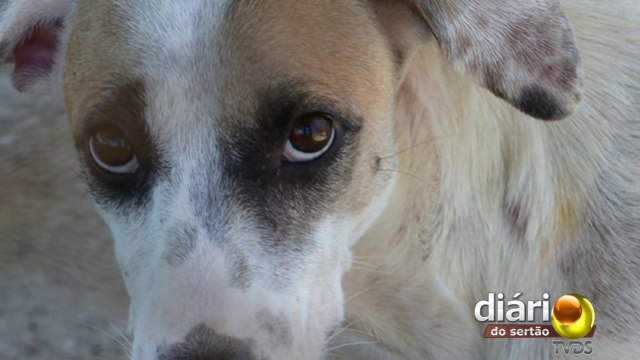 Com poucas ajudas, protetor de animais está construindo canil para salvar animais de rua de Cajazeiras