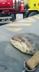 ¡Capturan una increíble serpiente anaconda de 400 kilos..
