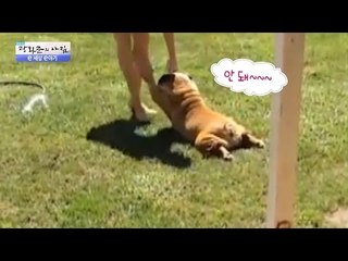 당신의 심장을 노리는 귀요미 동물들! [광화문의 아침] 286회 20160801