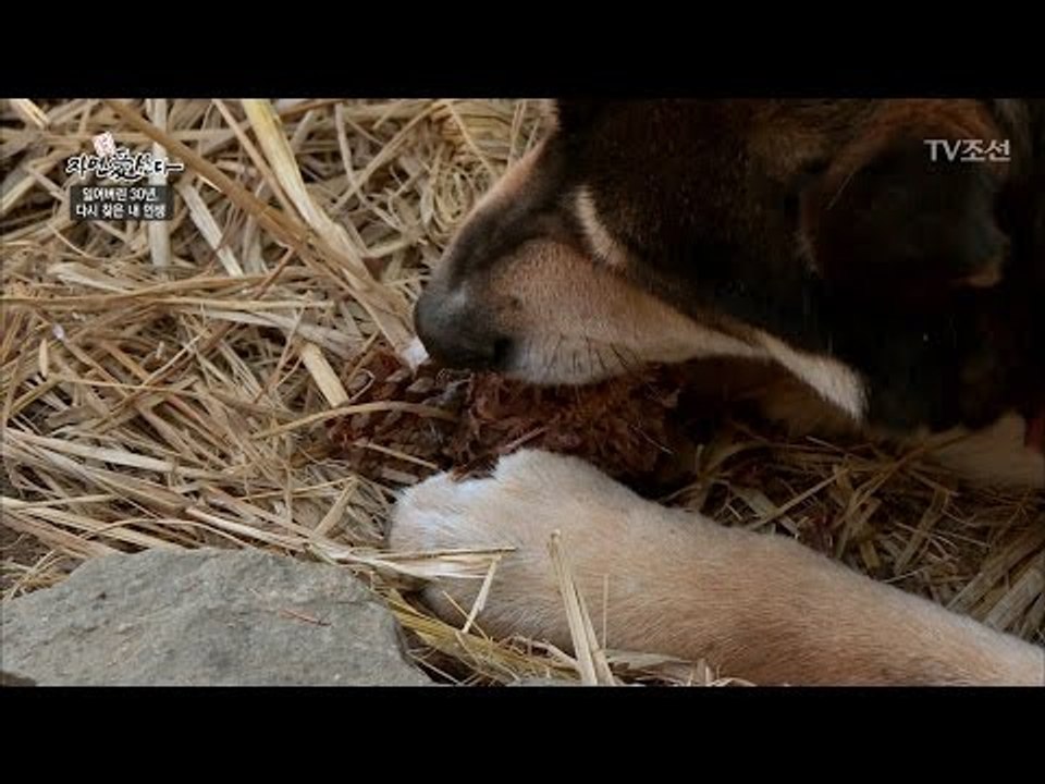 알아서 잣을 까주는 개! [자연愛산다] 4회 20170502