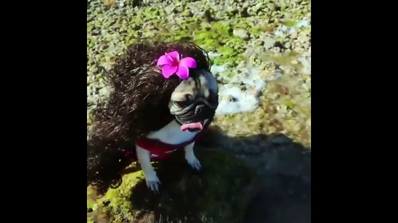 Pug edition