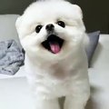 Cutest small dog breeds