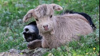 Two baby goats relaxing in the green grass
