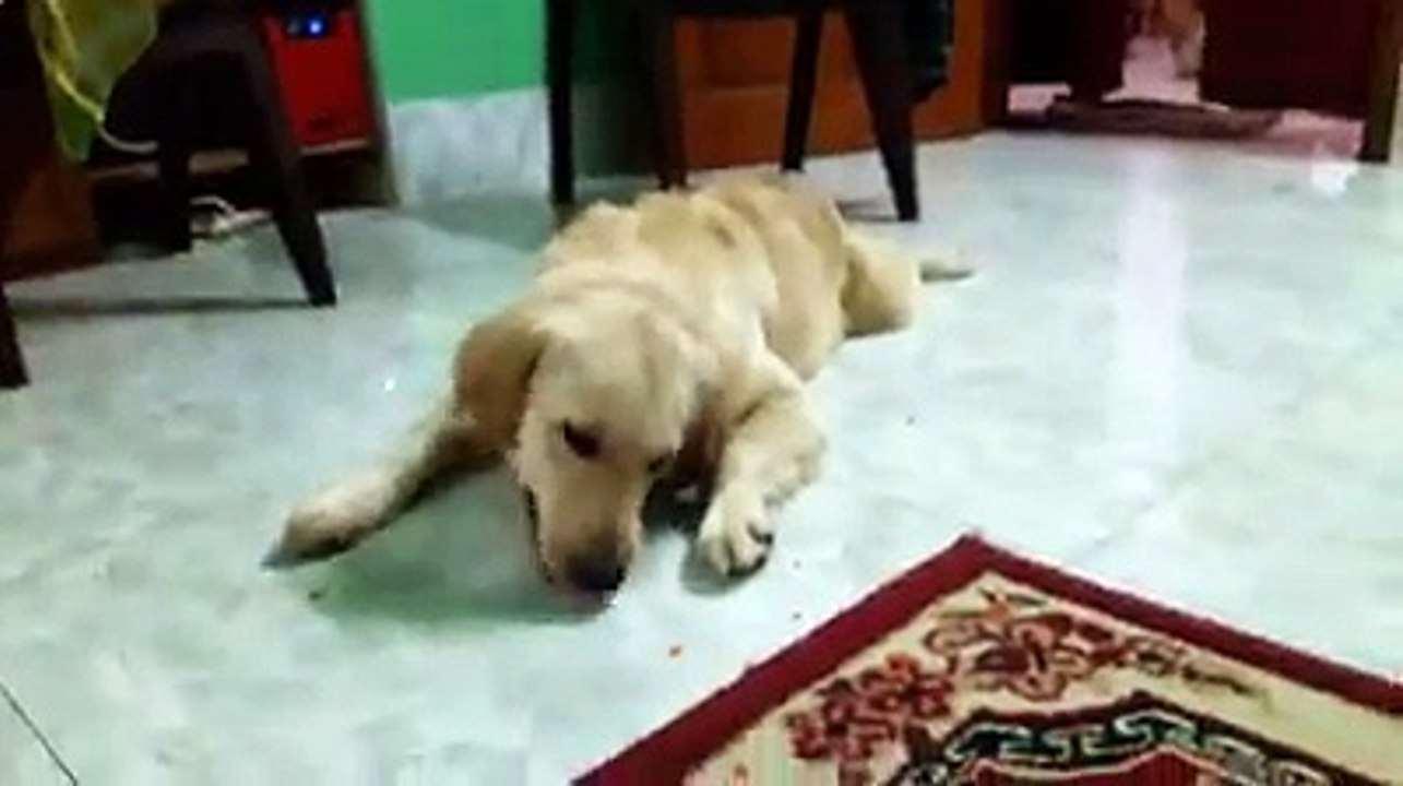 Crazy Dog
