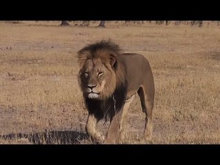 Cecil the lion : American dentist wanted for killing 'prized' Zimbabwe lion