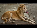 Dog owners to pay fees to Municipal Council in Kerala