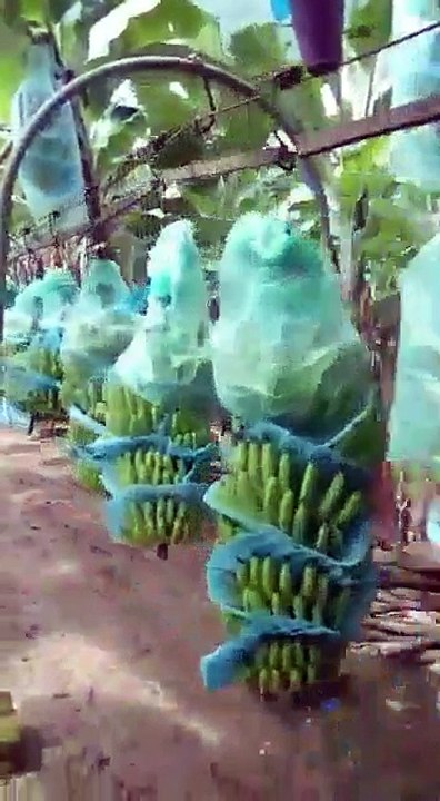 Banana garden