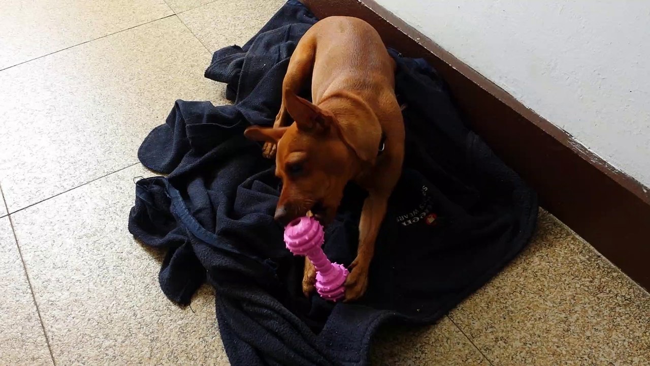 3 DE MAYO DE 2017 "DAISI", CON EL REGALO QUE LE HIZO PILI.  SE LO DÍ A LAS 12:55 HORAS ..., HABER CUANTO LE DURA ...