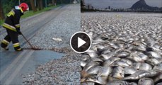 Fish Raining in Thailand | Fish raining |
