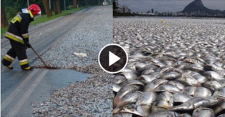 Fish Raining in Thailand | Fish raining |
