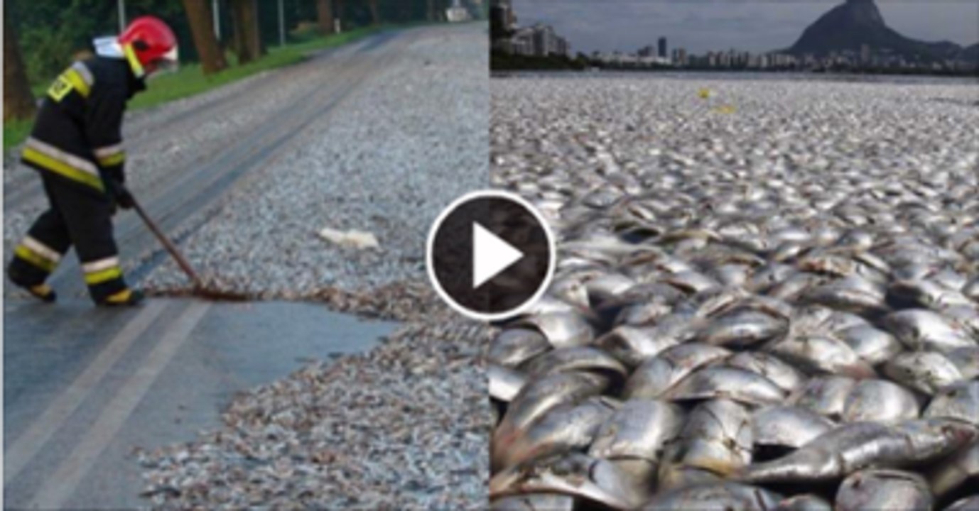 Fish Raining in Thailand | Fish raining |