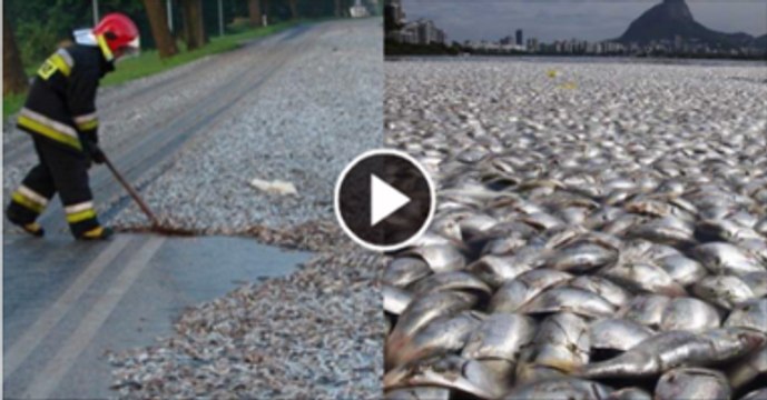 Fish Raining in Thailand | Fish raining |