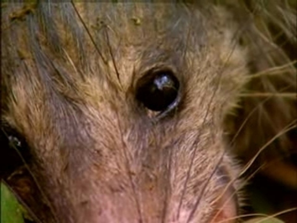 Opossum, visiteur du soir
