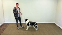 Cute easy and popular trick to train - dog clicker training-DRlOf9nY