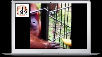 Funny videos 2016 - HARDEST try not to laugh challenge