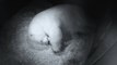 Twin polar bear cubs born at SeaWorld in Australia