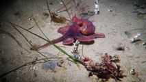 Red Octopus Disappears Down a Wormhole