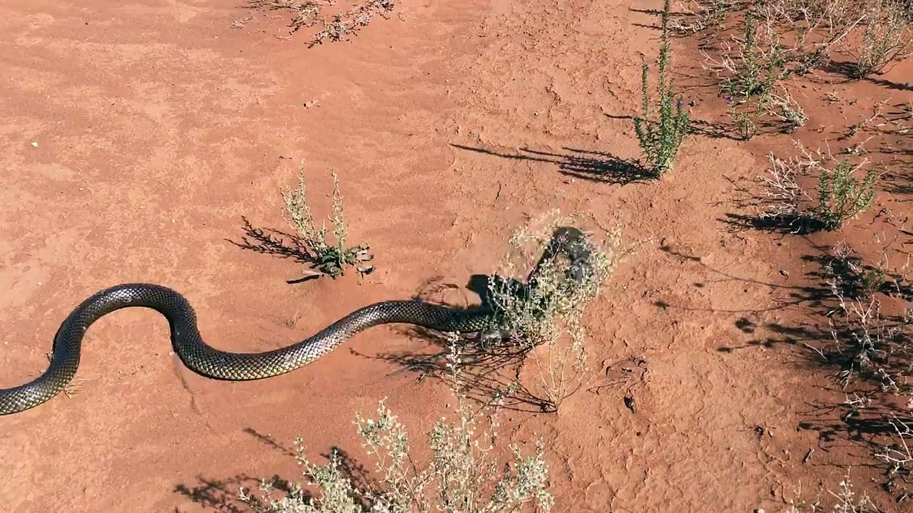 Brown Snake Eats a Bearded Dragon