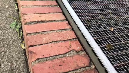 Tiny Bird Gets Human Assist to Safer Ground